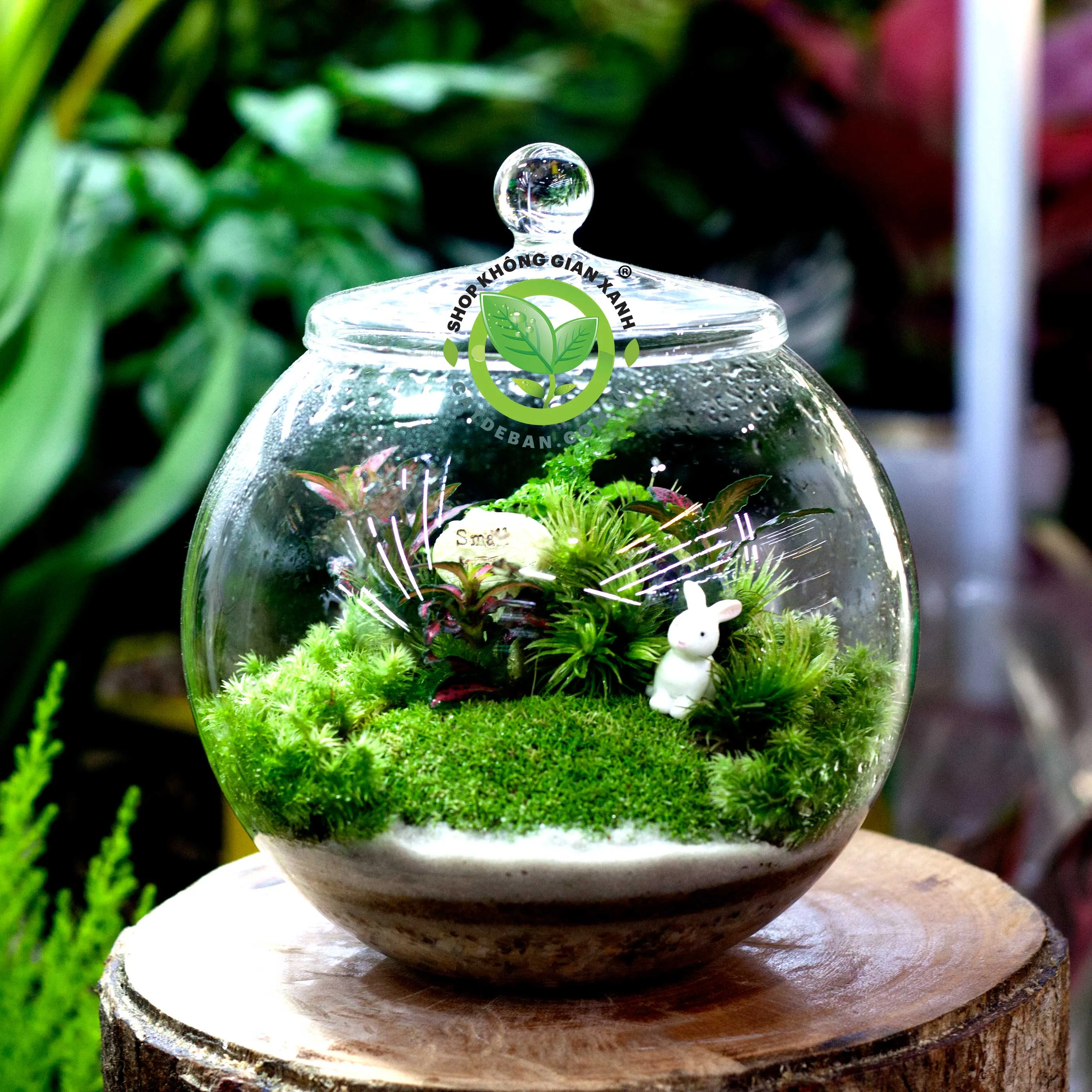 Cận cảnh một terrarium nắp kín với rêu xanh mướt và cây nhỏ