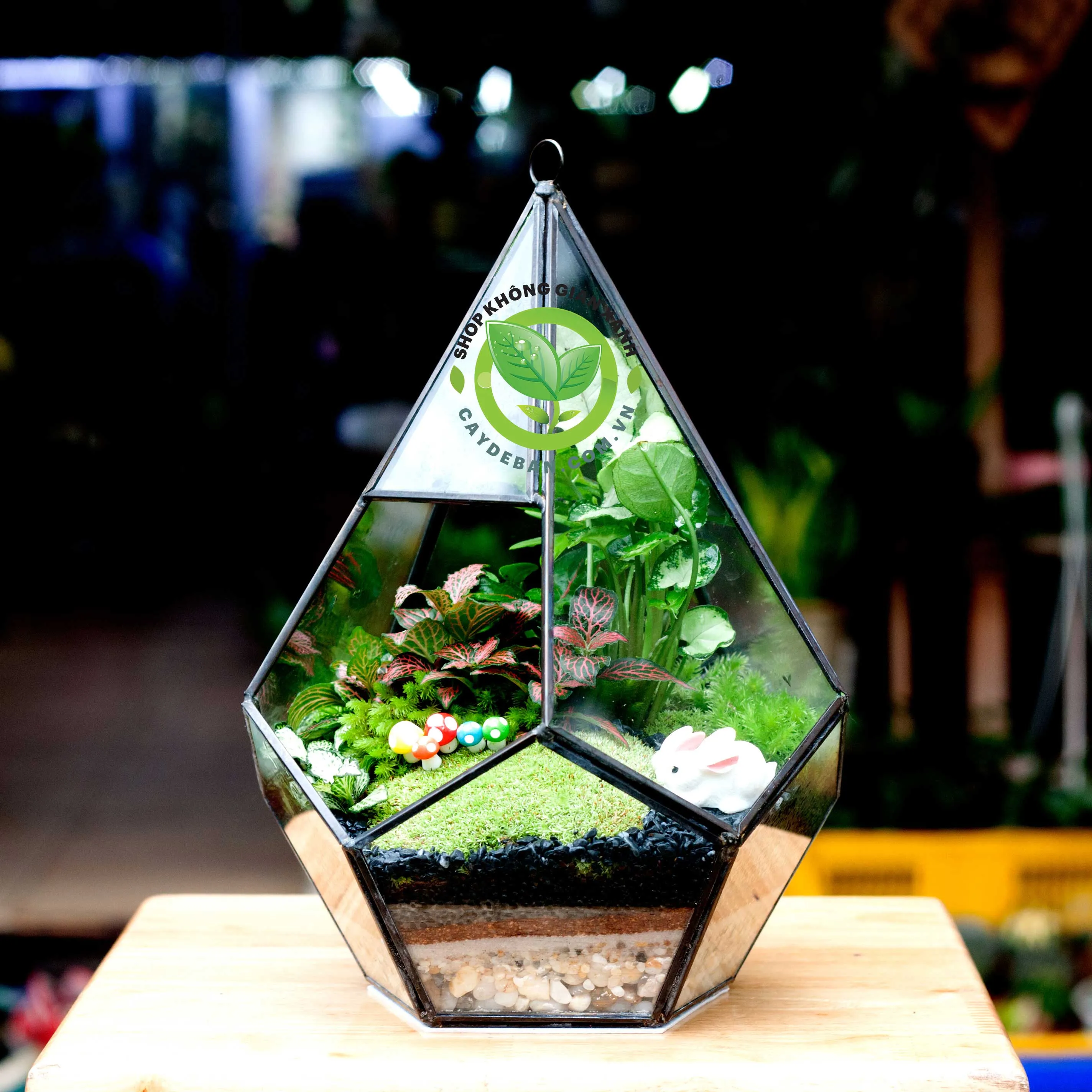 Một terrarium hình kim cương với nhiều loại cây nhỏ bên trong