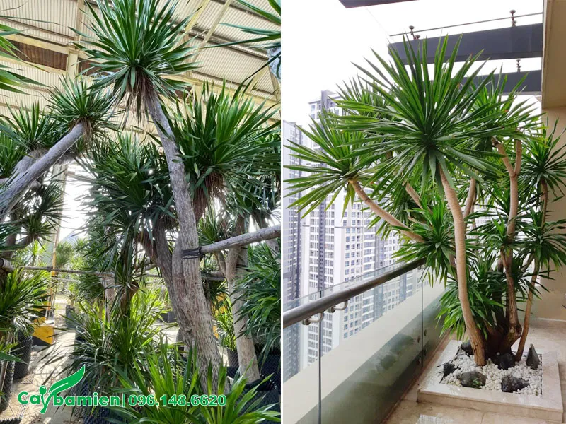 Phát Tài Núi trồng ban công