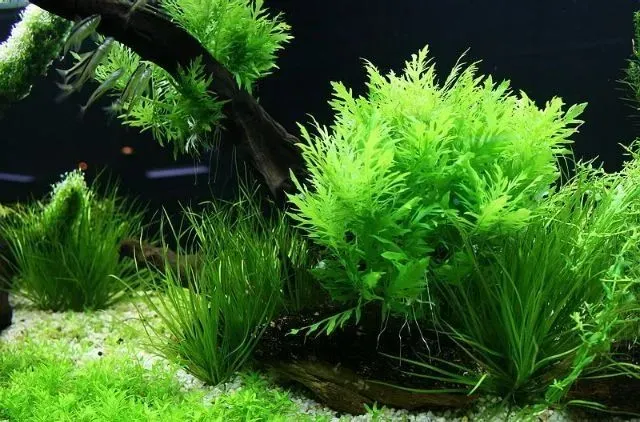 Cây thủy cúc xanh tươi, cây thủy sinh dễ sống không cần nhiều dinh dưỡng