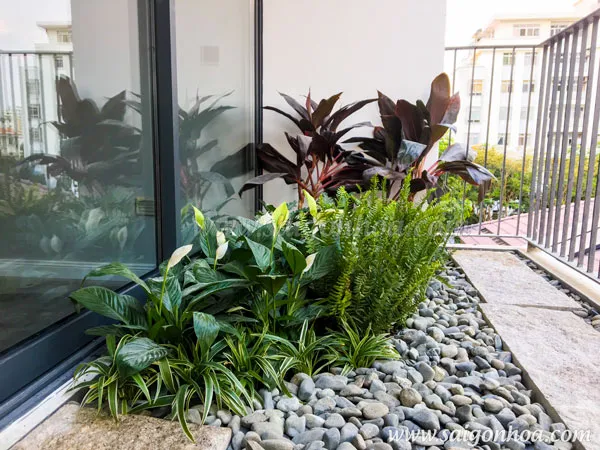 Tiểu cảnh ban công với cây dương xỉ lá me, mang đến vẻ đẹp gần gũi với thiên nhiên.