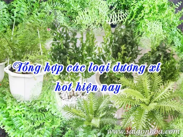 Cận cảnh cây dương xỉ gạc nai với bộ lá xanh mướt, uốn lượn mềm mại.