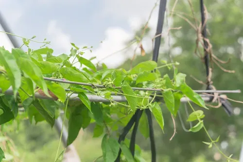 Đặc điểm của hoa thiên lý