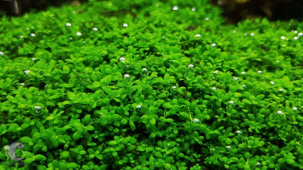 Cây trân châu nhỏ dễ trồng, lọc không khí bể cá và tạo oxy