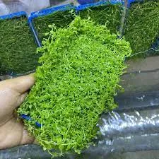 Cận cảnh cây Trân Châu Ngọc Trai nhỏ li ti, tạo hiệu ứng thảm mềm mại