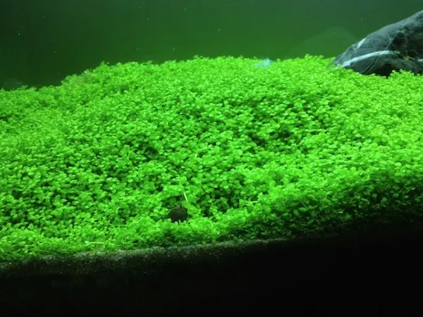 Trân Châu Ngọc Trai được bố trí trên đá, tạo điểm nhấn tự nhiên