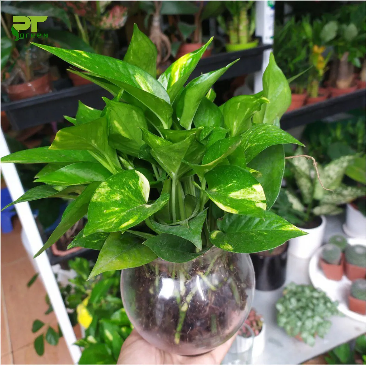 Cây Trầu Bà thủy sinh với lá xanh mướt