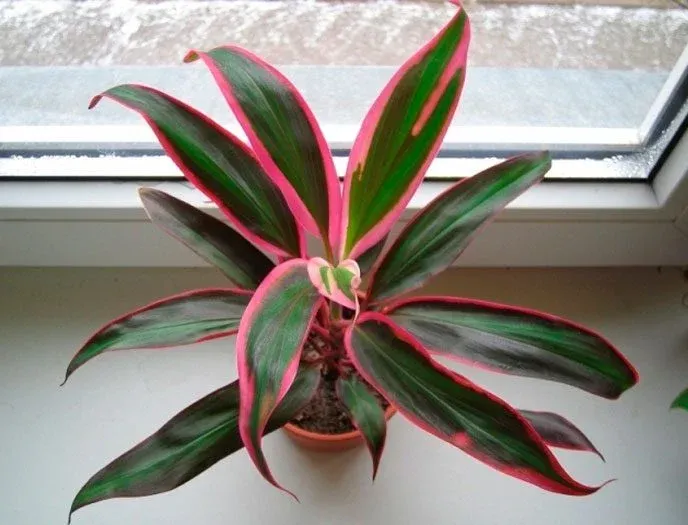 Cây cảnh Phát dụ trong nhà