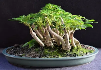 Cây Ngũ Gia Bì Bonsai: Tạo Điểm Nhấn Tự Nhiên Cho Không Gian