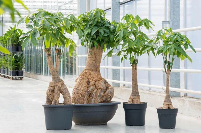 kim ngan trong cay trong nha