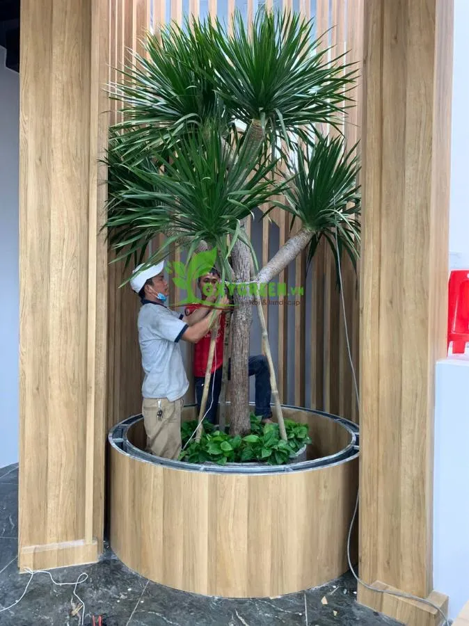 Cây phát tài núi thân đơn nhiều nhánh tượng trưng cho sự phát triển