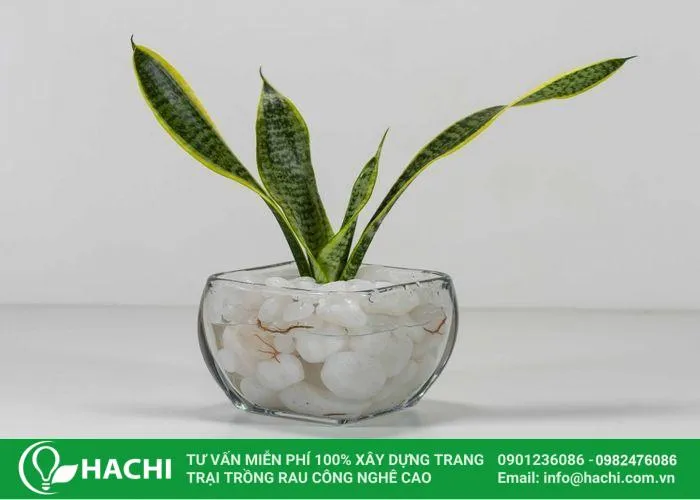 Trồng cây lưỡi hổ thủy sinh tại nhà