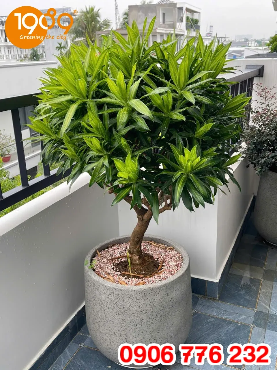 Cây trúc bách hợp giá rẻ nhất sài gòn