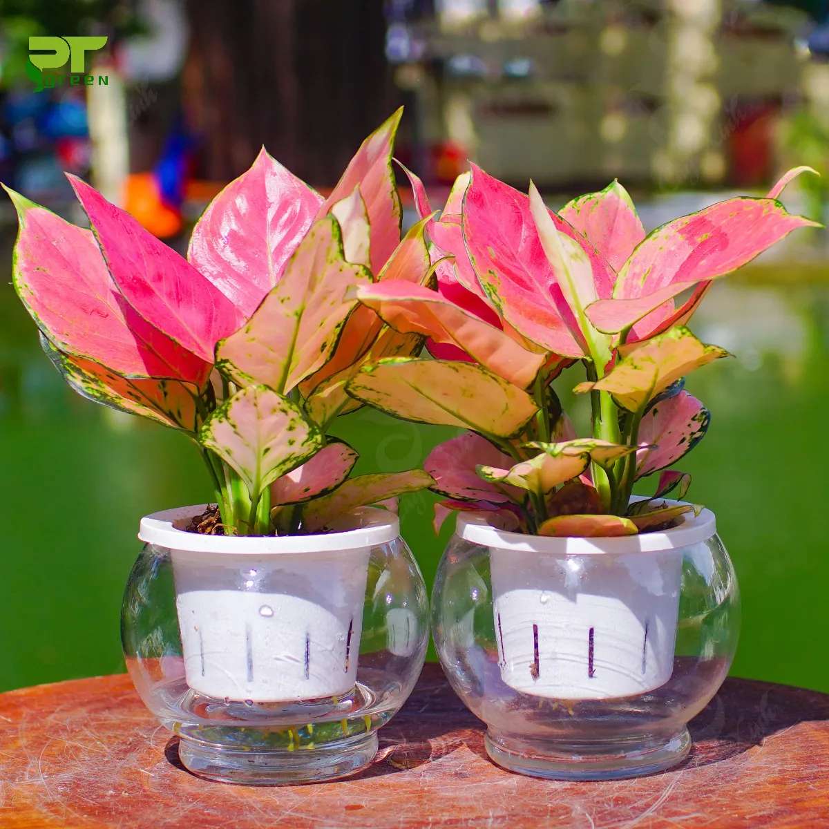 Cây Vạn Lộc thủy sinh với lá đỏ tươi và thân xanh