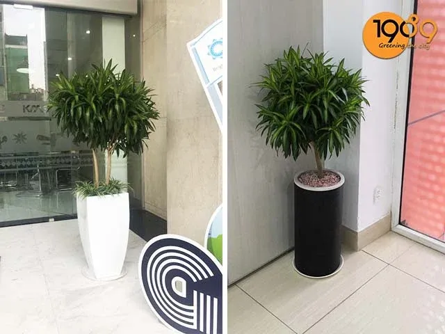 web bán cây trúc bách hợp để sàn