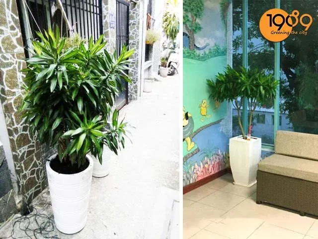 Web cây trúc bách hợp để sàn thông dụng