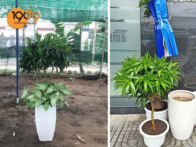 web cây trúc bách hợp để sàn