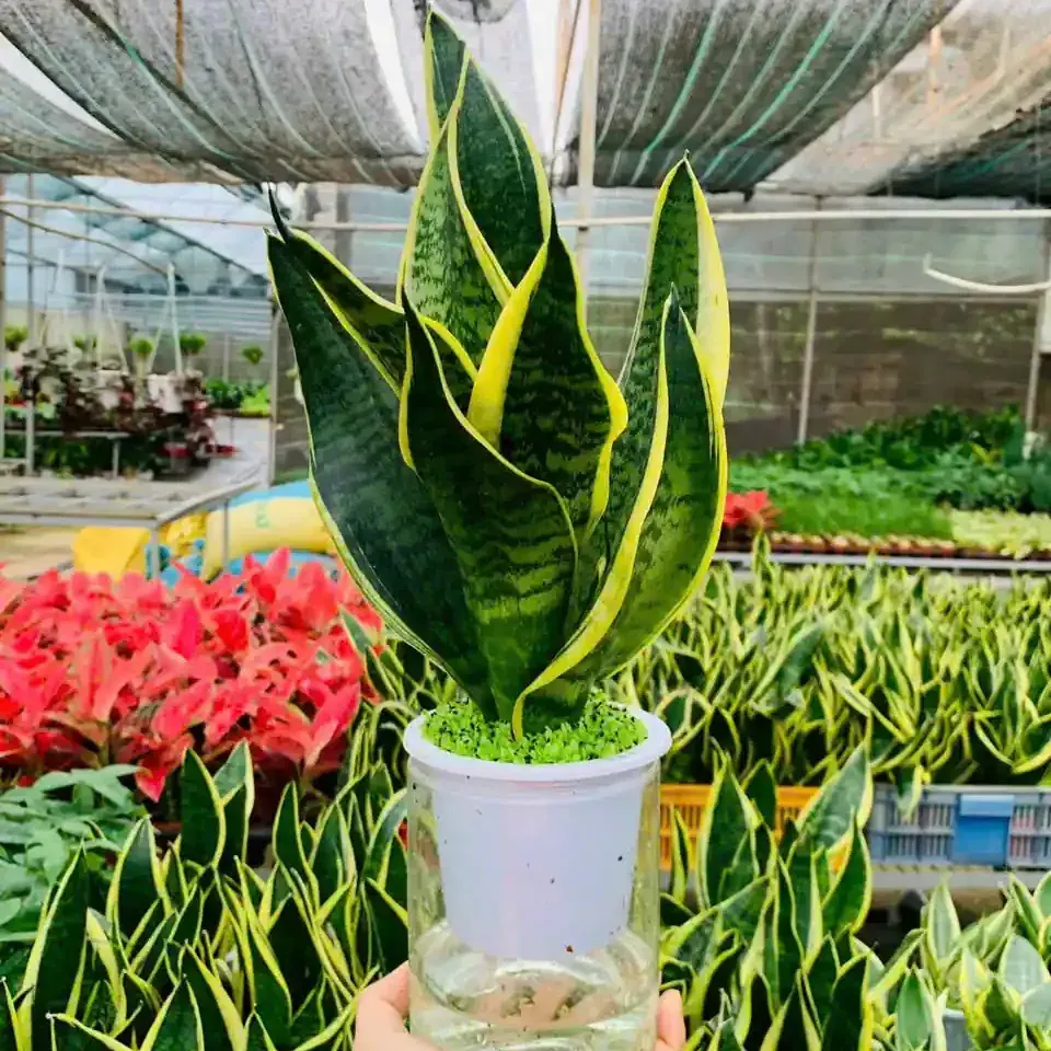 Cây Lưỡi Hổ có thể phát triển tốt trong điều kiện ánh sáng yếu