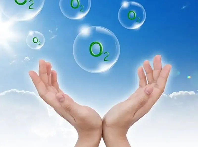 Cây cảnh mang lại nhiều lợi ích cho không gian sống