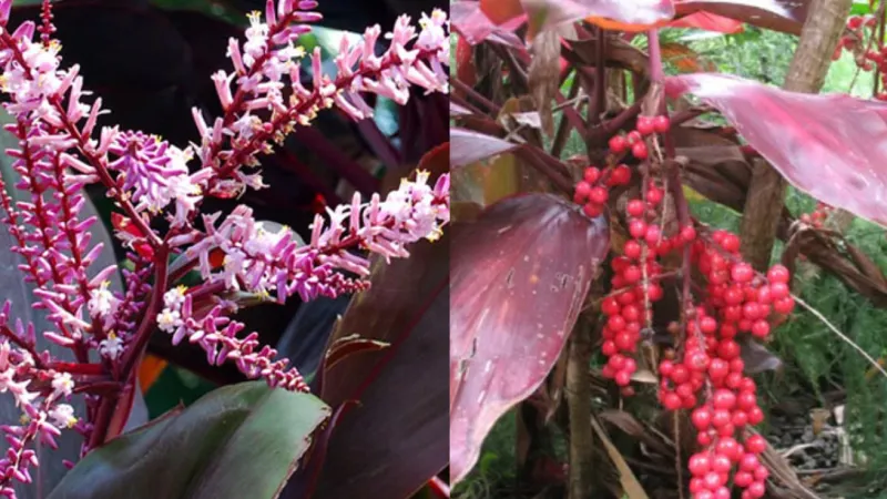 Cây cảnh Huyết Dụ với lá màu tím