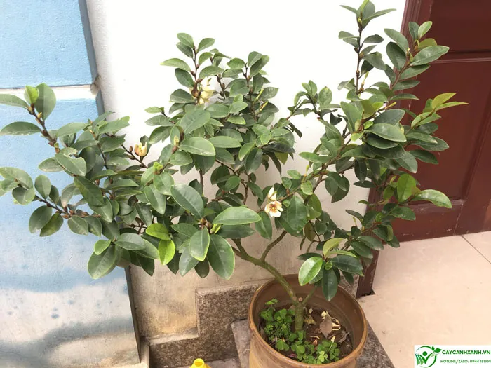 Ý nghĩa cây hoa lan tiêu