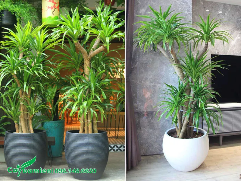 Cây Phát Tài Núi phong thủy trồng trong nhà