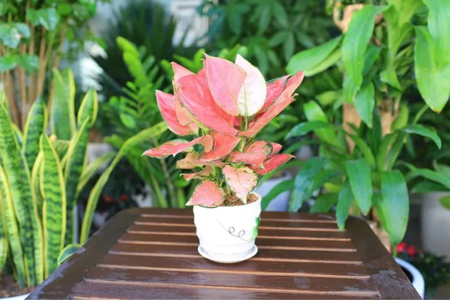 Vạn Lộc đại diện cho sự phát tài, phú quý và đầy đủ.