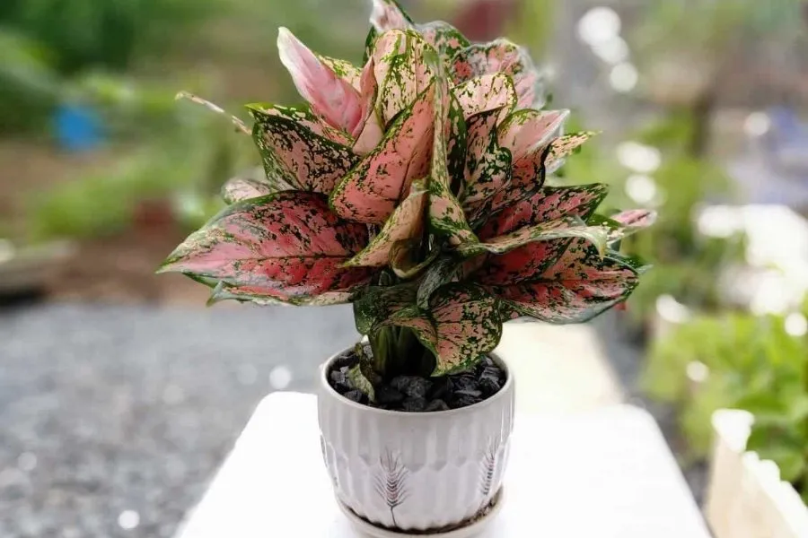 Vạn Lộc giúp xua đuổi tà khí và điều không may mắn đến với gia đình.