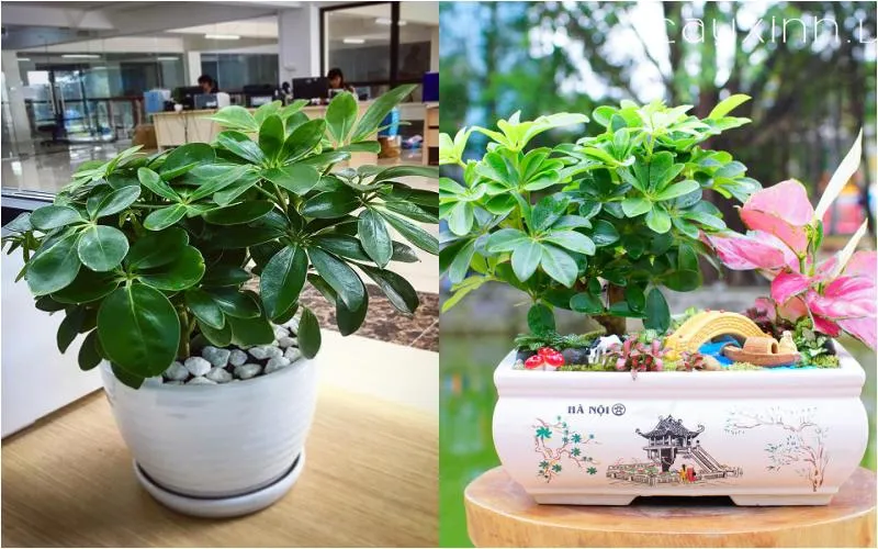 Cây Ngũ Gia Bì Bonsai: Tạo Điểm Nhấn Tự Nhiên Cho Không Gian