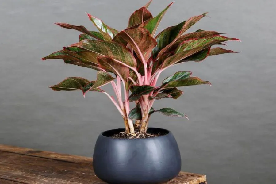 Vạn Lộc mang tới nhiều vượng khí cho gia chủ.