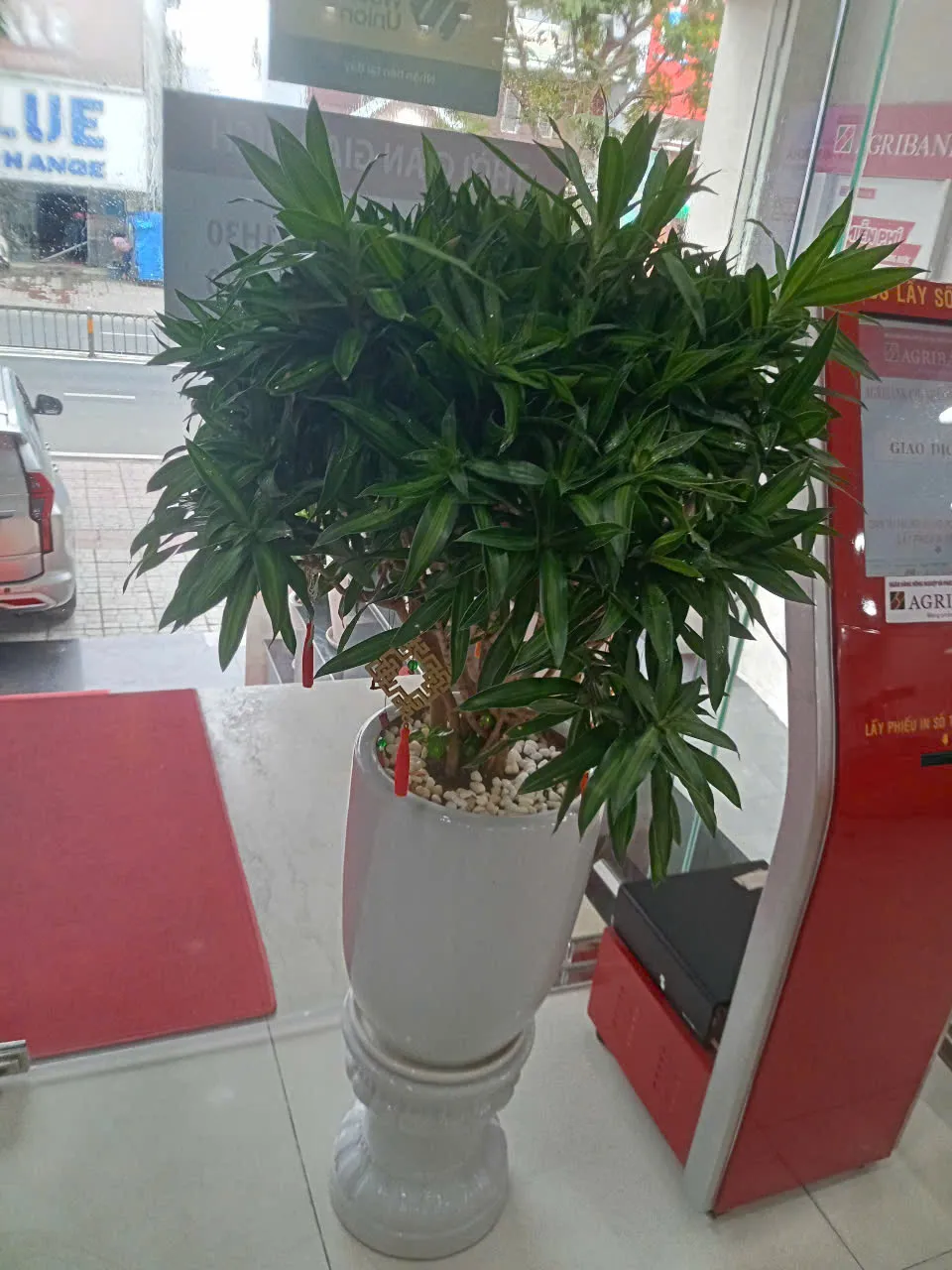 Mua cây xanh văn phòng giá rẻ TPHCM