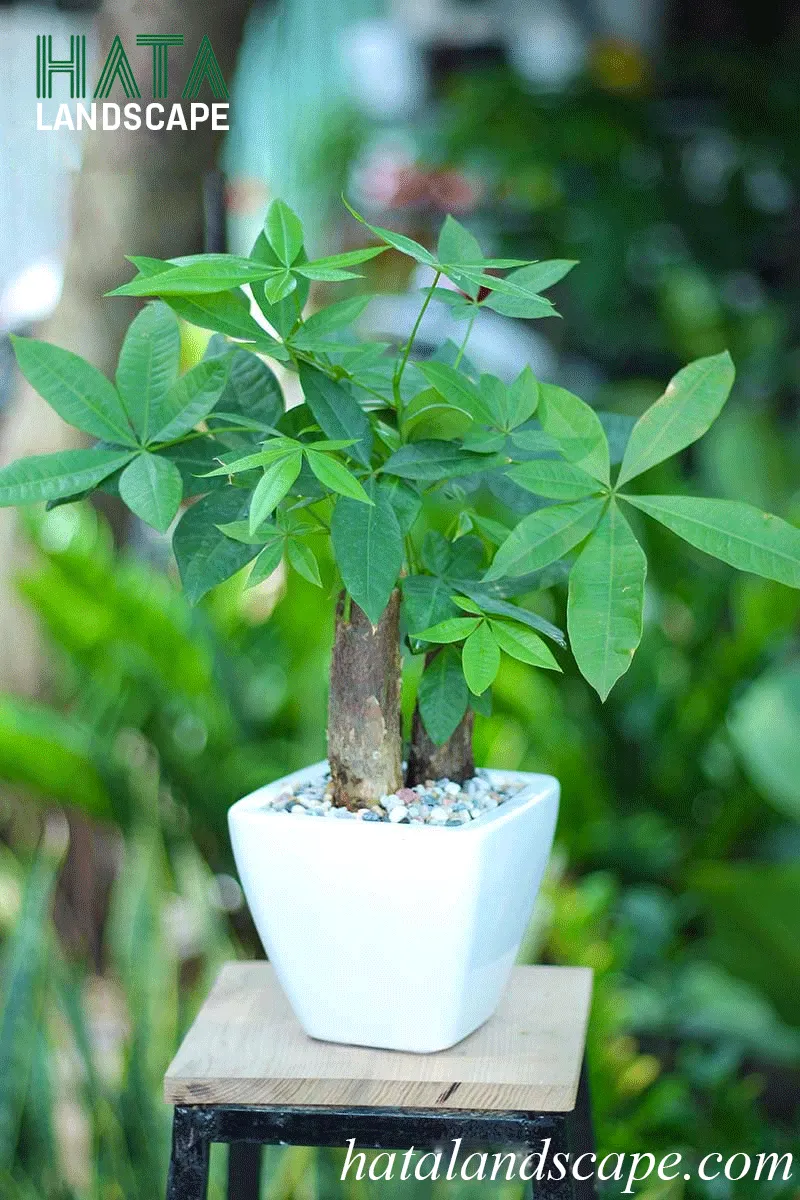 Chậu cây kim ngân đẹp mắt