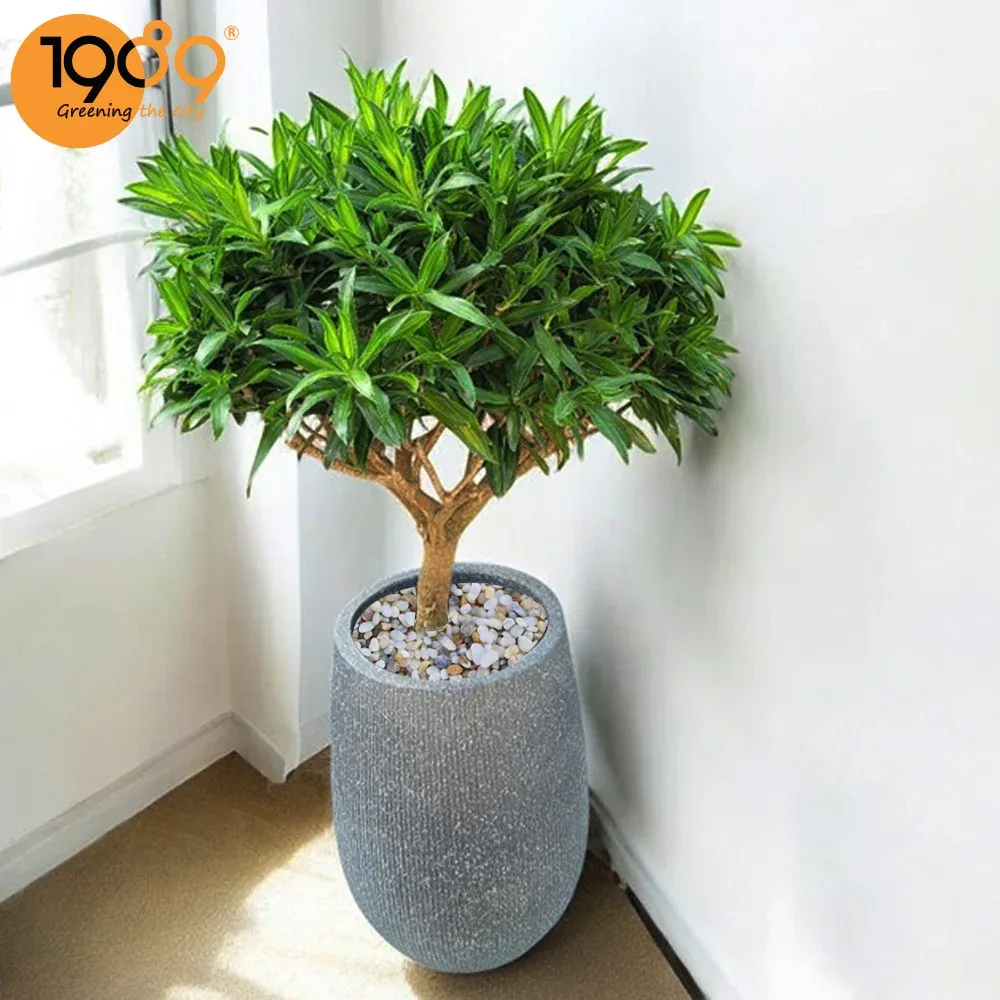 Trúc bách hợp