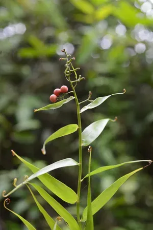 Mây nước (mây vọt)