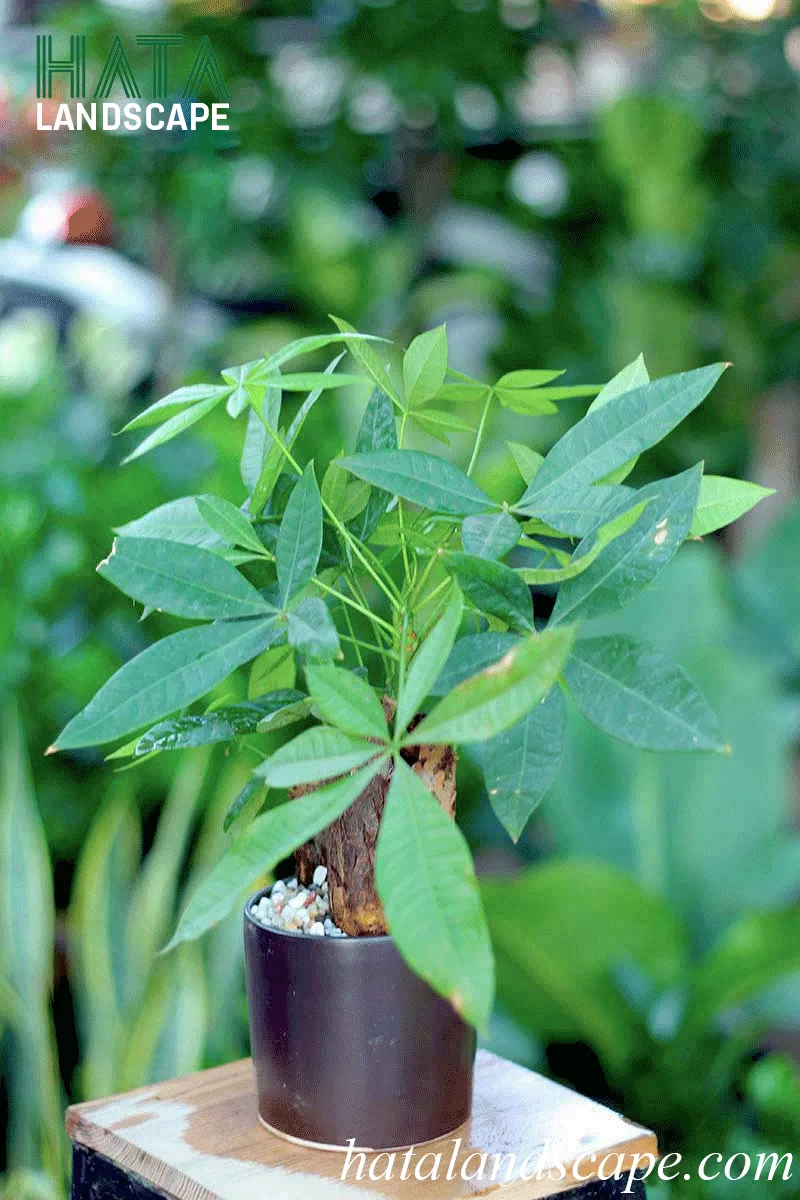 Cây kim ngân trong chậu đỏ bắt mắt