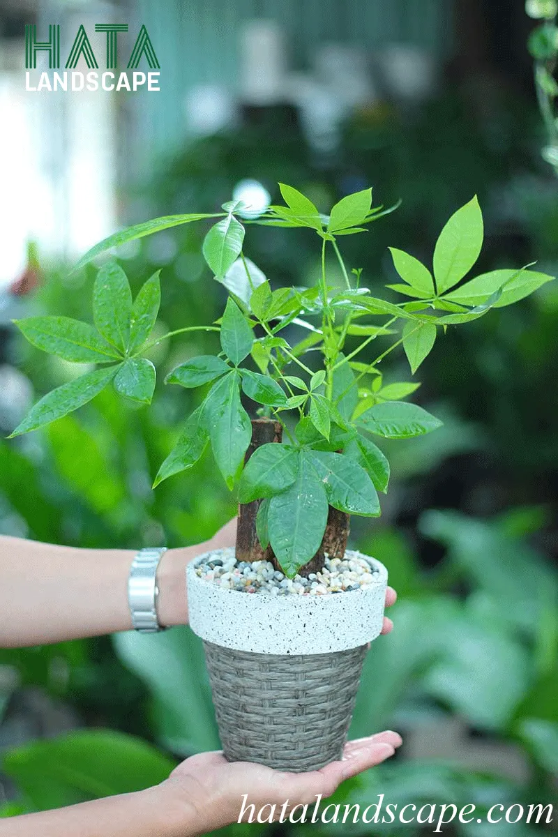 Cây kim ngân để bàn nhỏ gọn