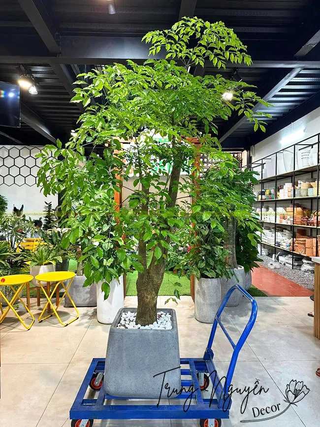 Cây hạnh phúc gốc cây nhiều tầng lá