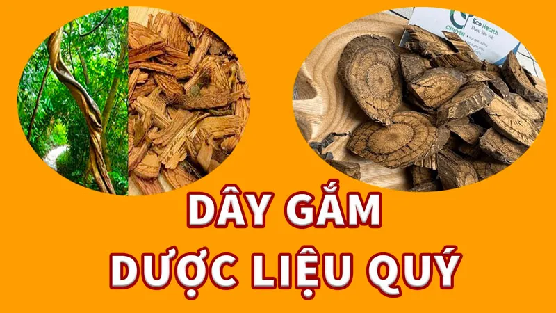 Cây gắm có nhiều lợi ích tốt đối với sức khỏe