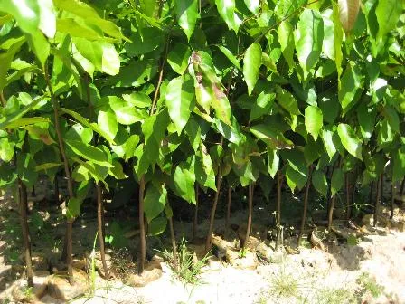 Cảnh quan cây xanh công viên đô thị