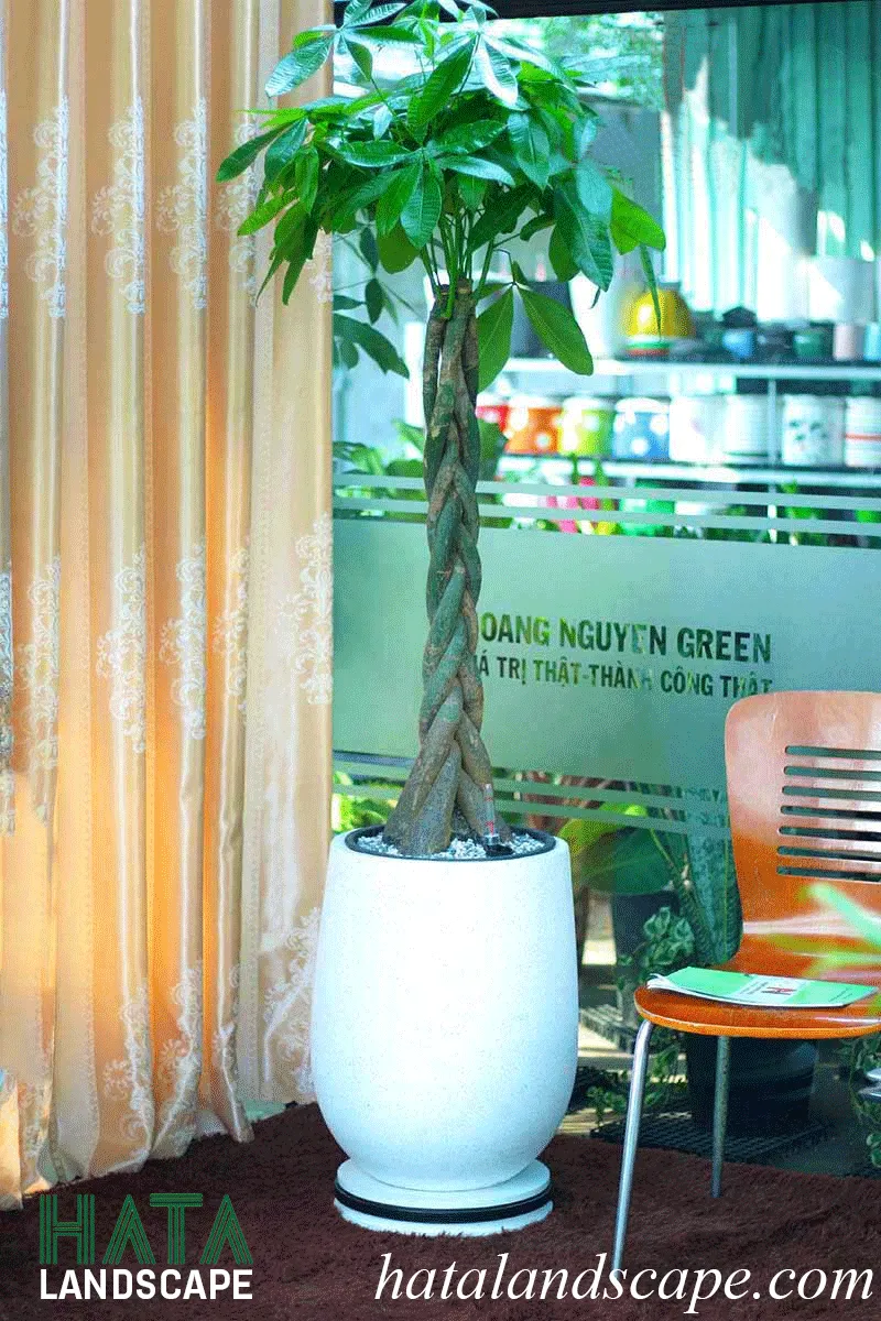 Cây kim ngân mang lại may mắn, tài lộc