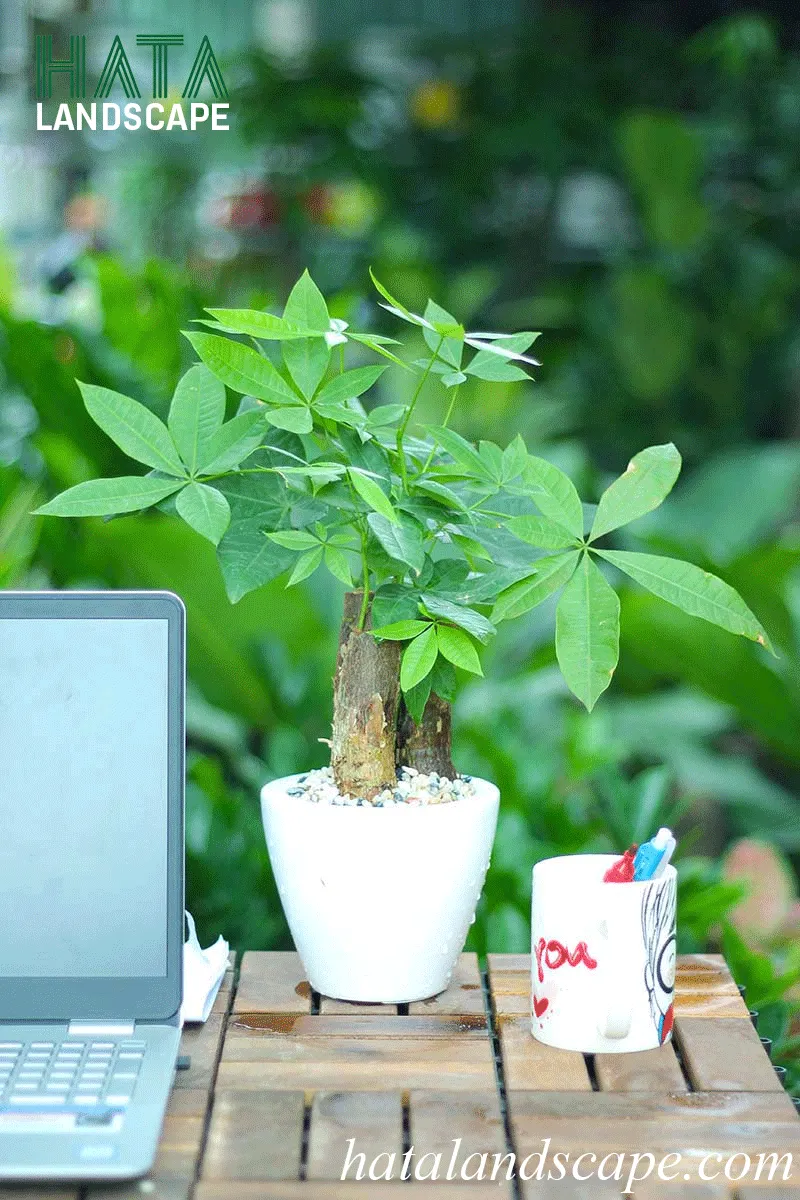 Cây kim ngân hợp mệnh gì?