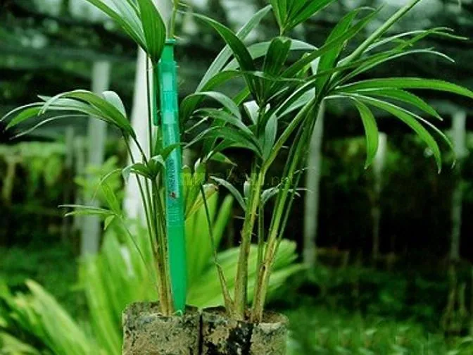 Mây mật (mây nếp)