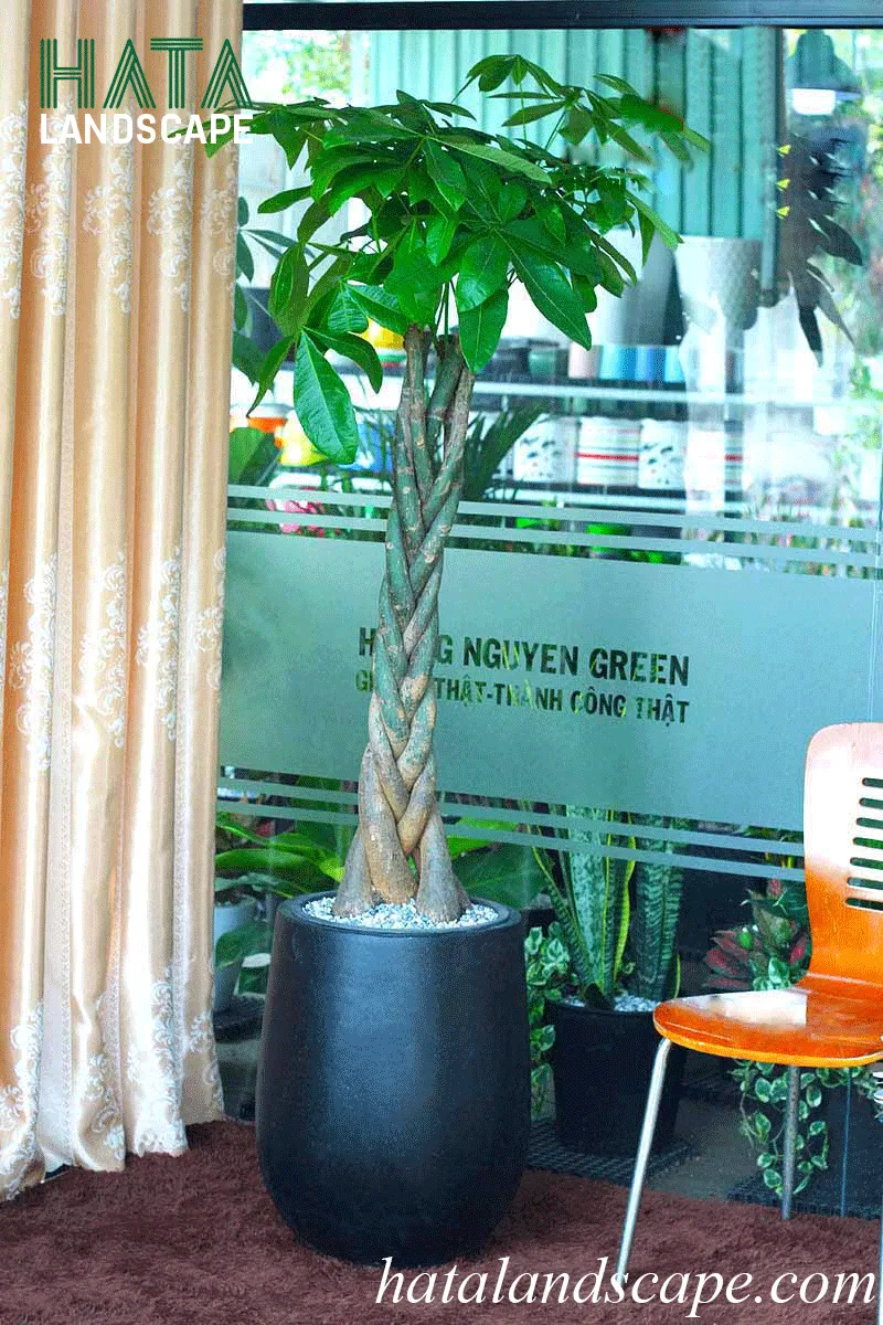 Cây kim ngân với dáng vẻ đặc trưng