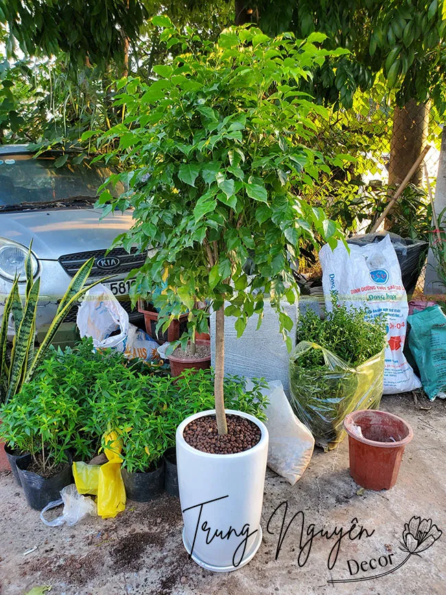 Cây hạnh phúc giúp không gian thêm tinh tế và sang trọng