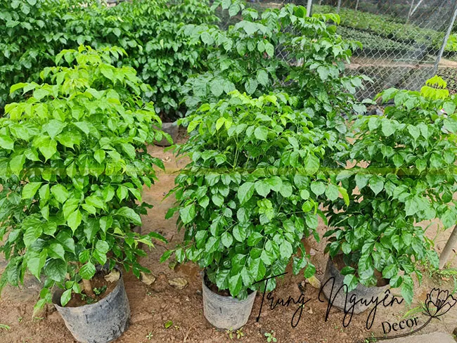 Cây hạnh phúc bụi mang vẻ đẹp xanh tươi bắt mắt