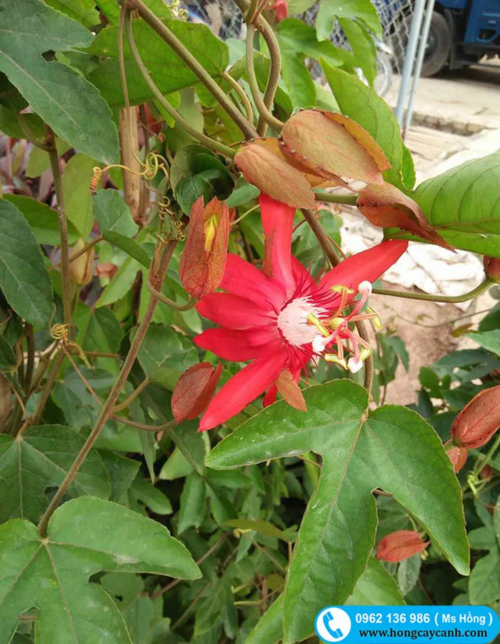 Bán cây leo Sao Đỏ
