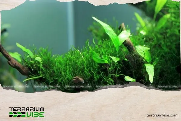 Những lưu ý quan trọng để có tường rêu thủy sinh đẹp