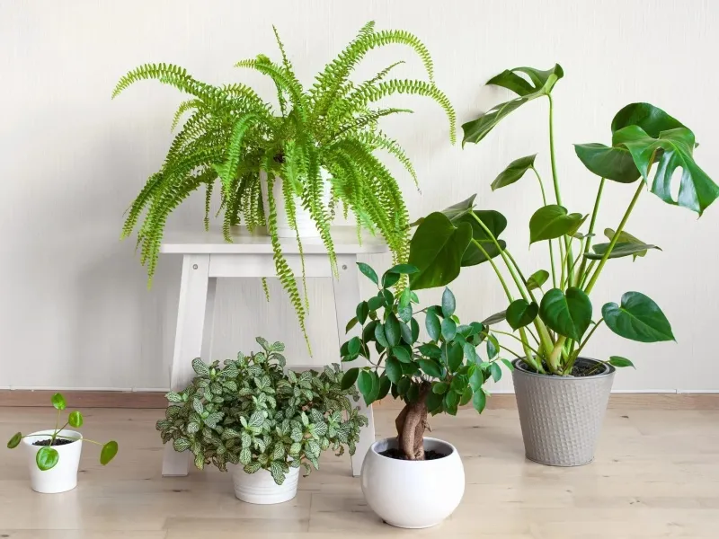 Vị trí phù hợp sẽ giúp cho cây phát triển tươi tốt