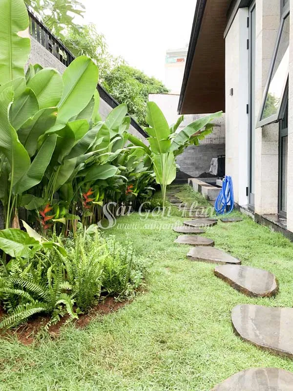 Cây chuối đuôi cá với hoa màu vàng cam