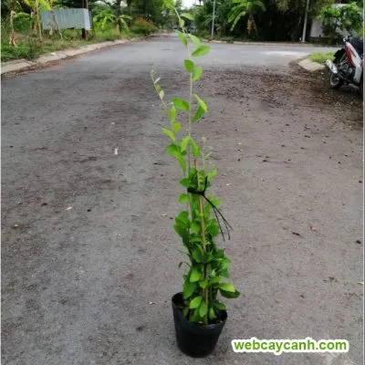 cây cúc tần ấn độ